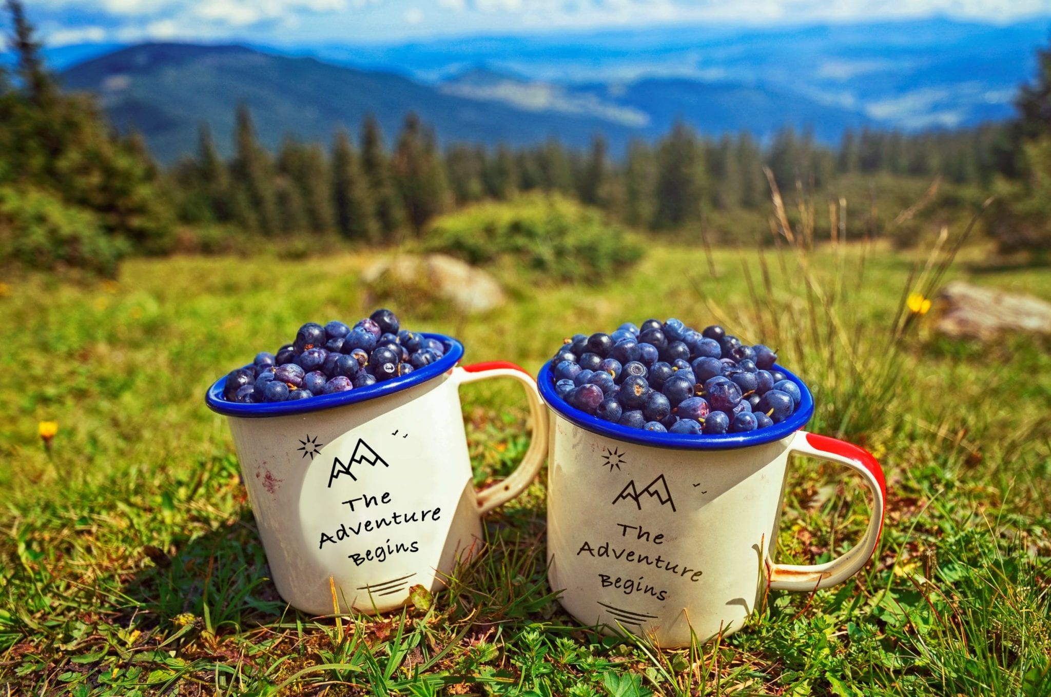 Flavonoids The New Brain Food? Snowcrest Foods British Columbia